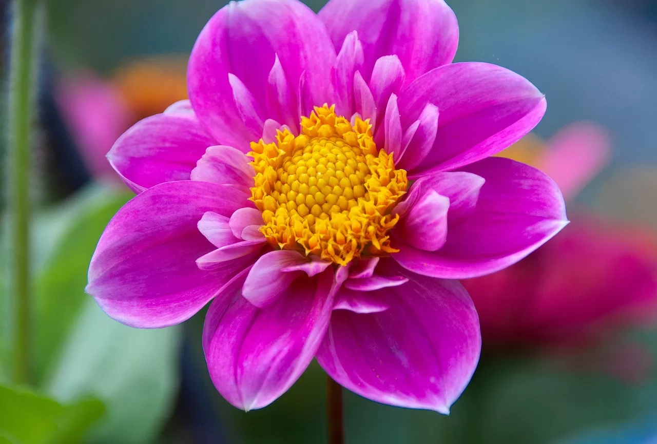 肥満（ダイエット）