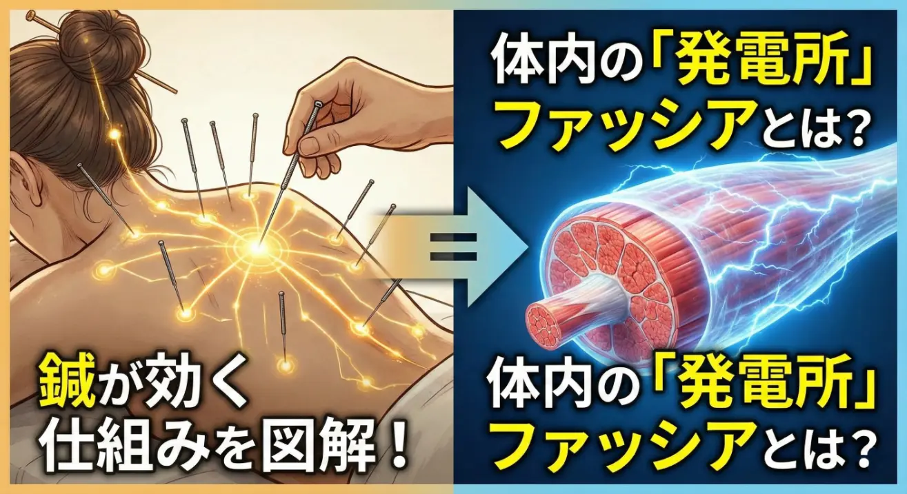 東洋医学と「気」～目に見えない力の正体とは～