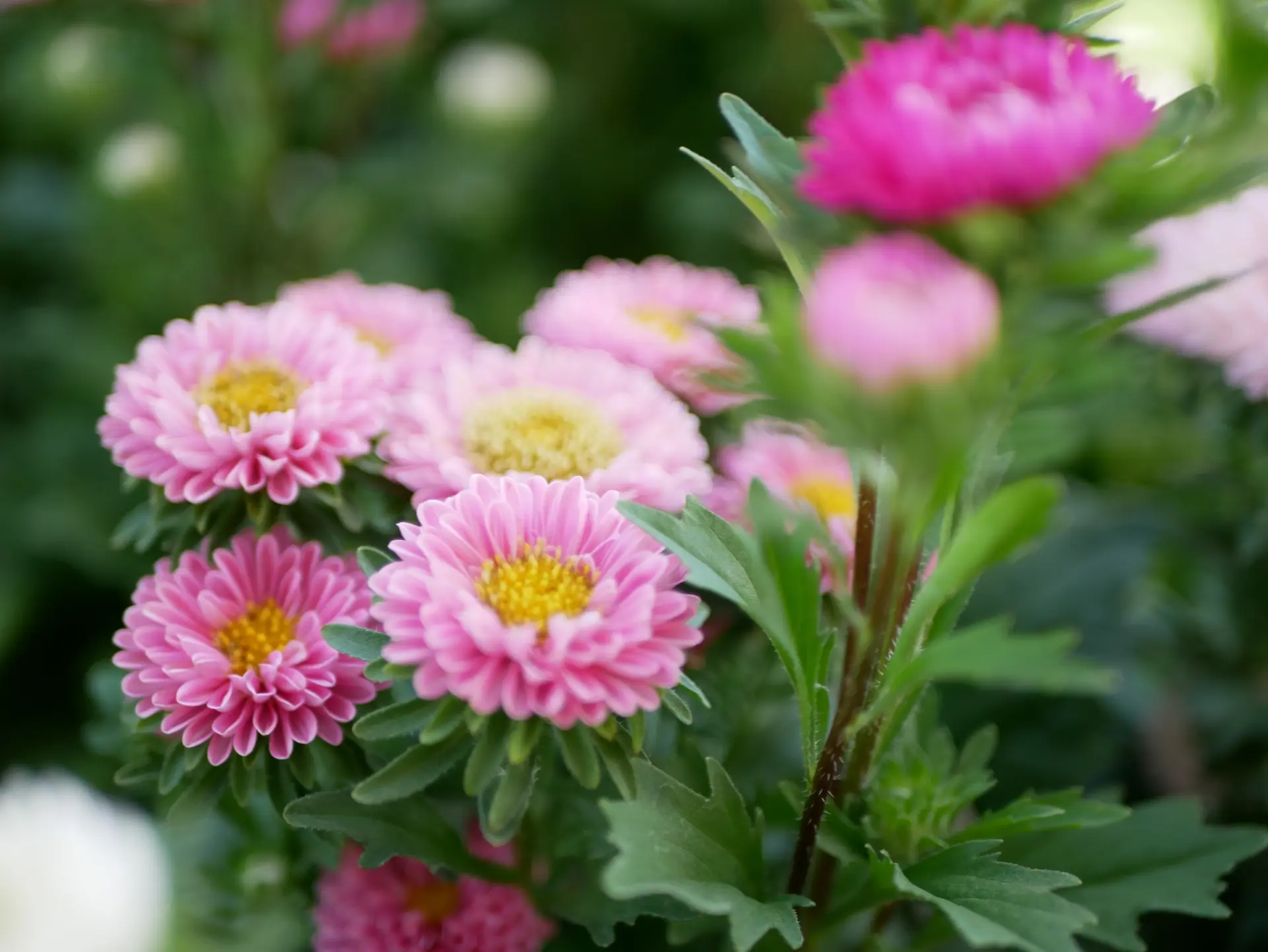 ストレートネックの原因と症状 ー 鍼灸とセルフケアでつらい首の痛みを改善