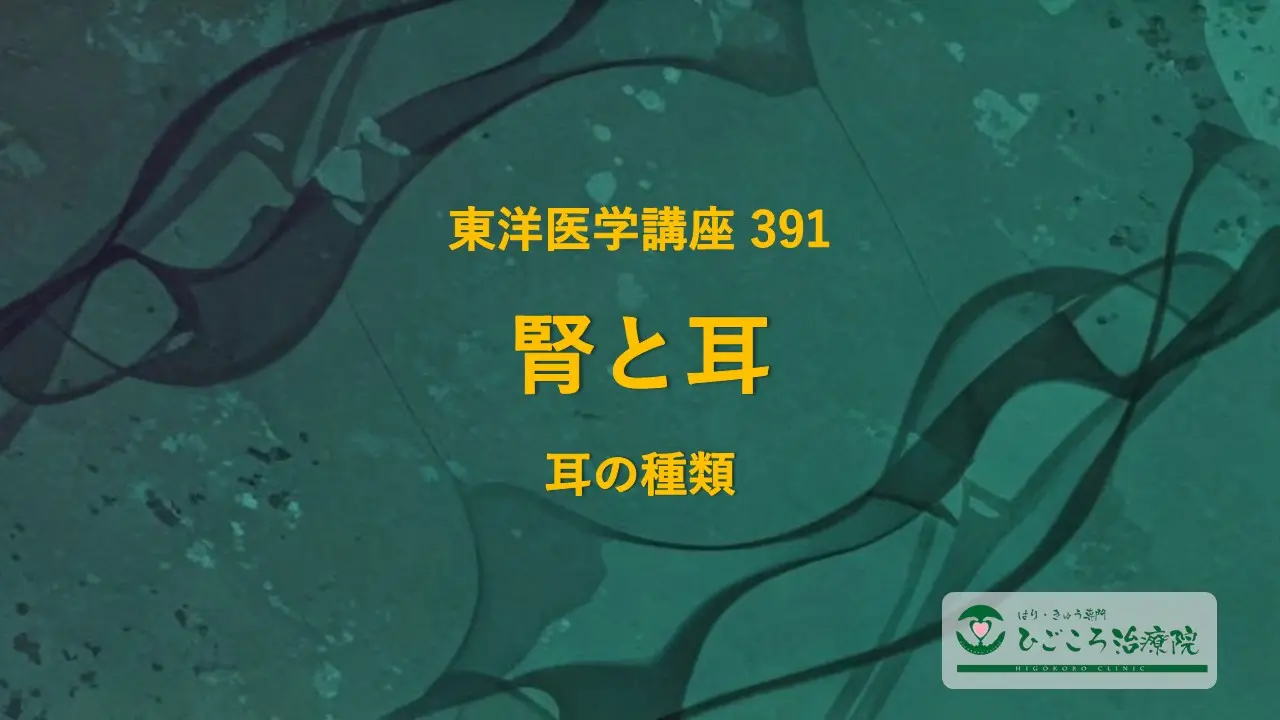東洋医学講座 391 腎と耳 耳の種類