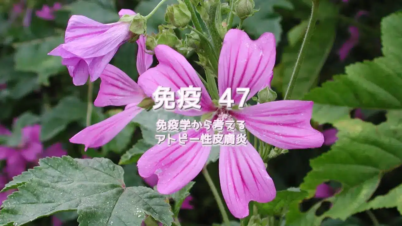 免疫 47 免疫学から考えるアトピー性皮膚炎