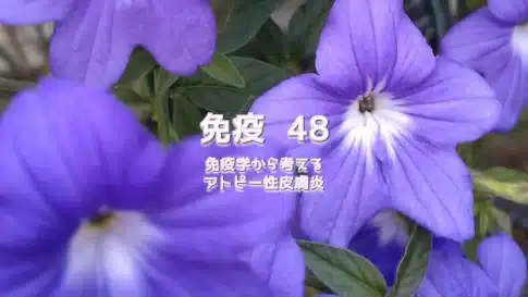 免疫 48　免疫学から考えるアトピー性皮膚炎