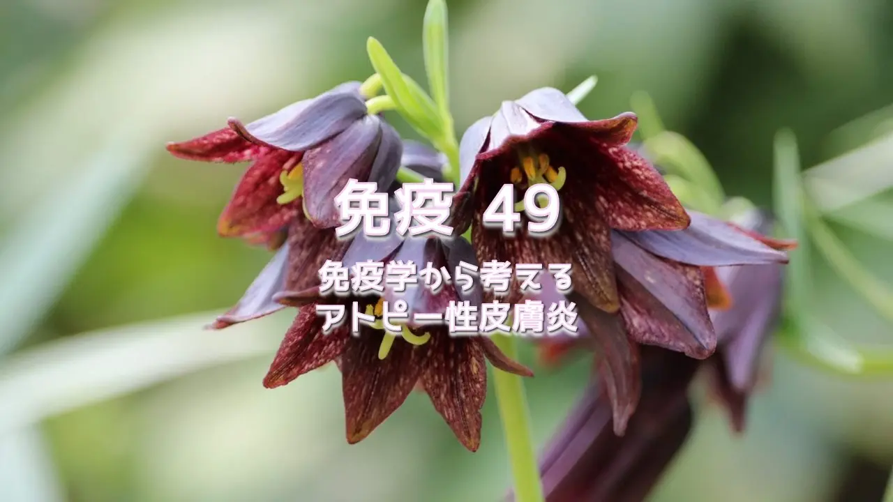 免疫 49 免疫学から考えるアトピー性皮膚炎