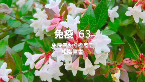 組織障害と免疫学ー消炎鎮痛剤が招く病態の悪化