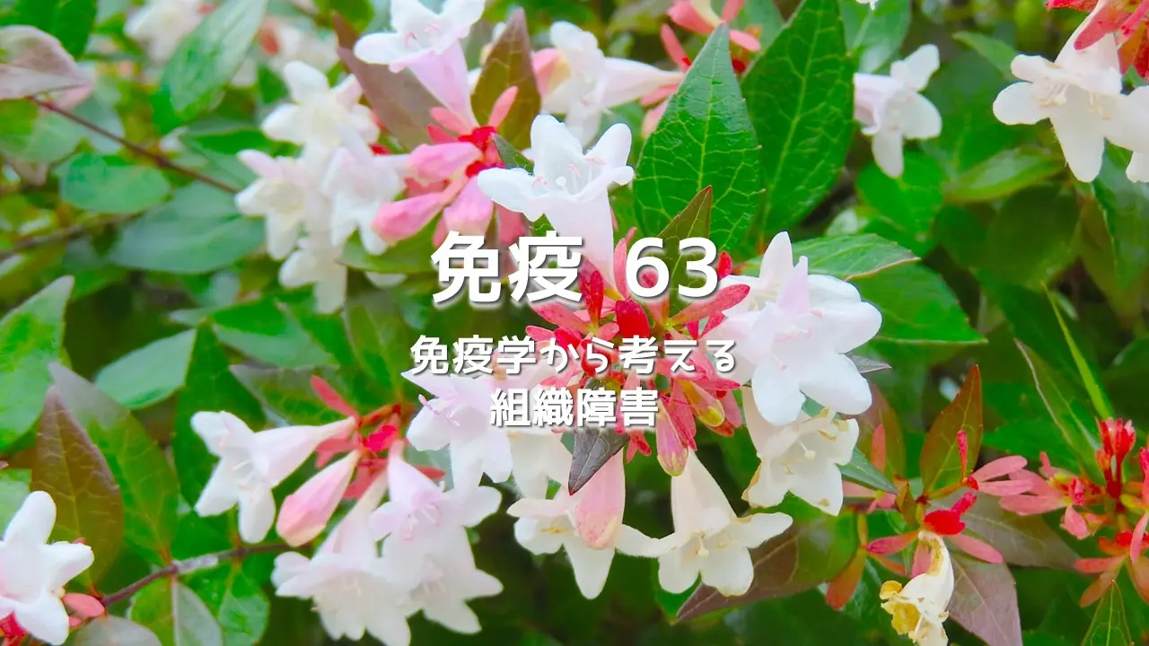 組織障害と免疫学ー消炎鎮痛剤が招く病態の悪化