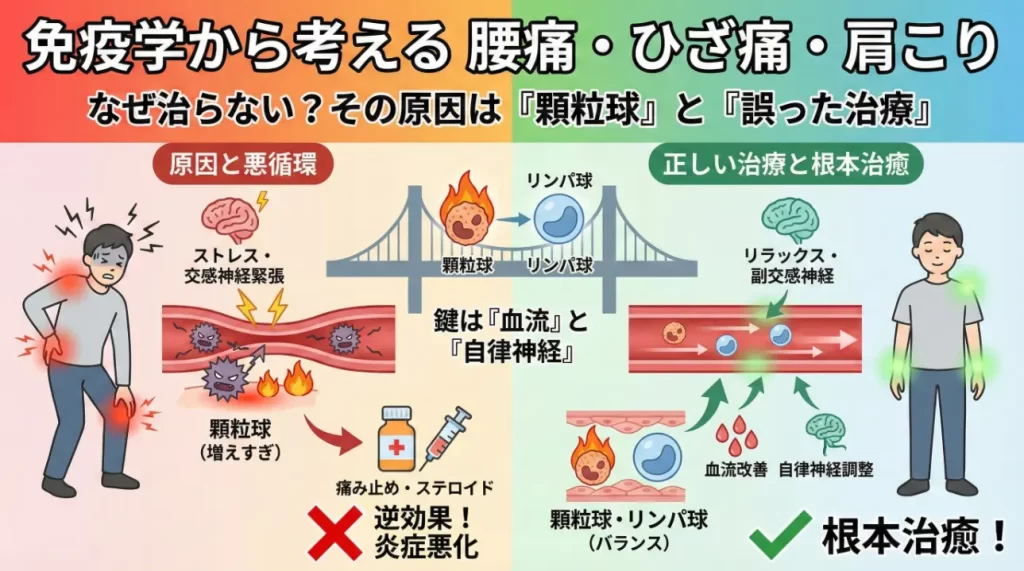 腰痛・ひざ痛が治らないのは「痛み止め」のせい?湿布が招く血流障害と顆粒球の暴走