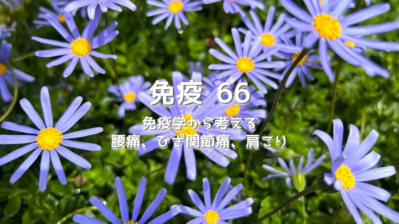 腰痛・ひざ痛が治らないのは「痛み止め」のせい?湿布が招く血流障害と顆粒球の暴走