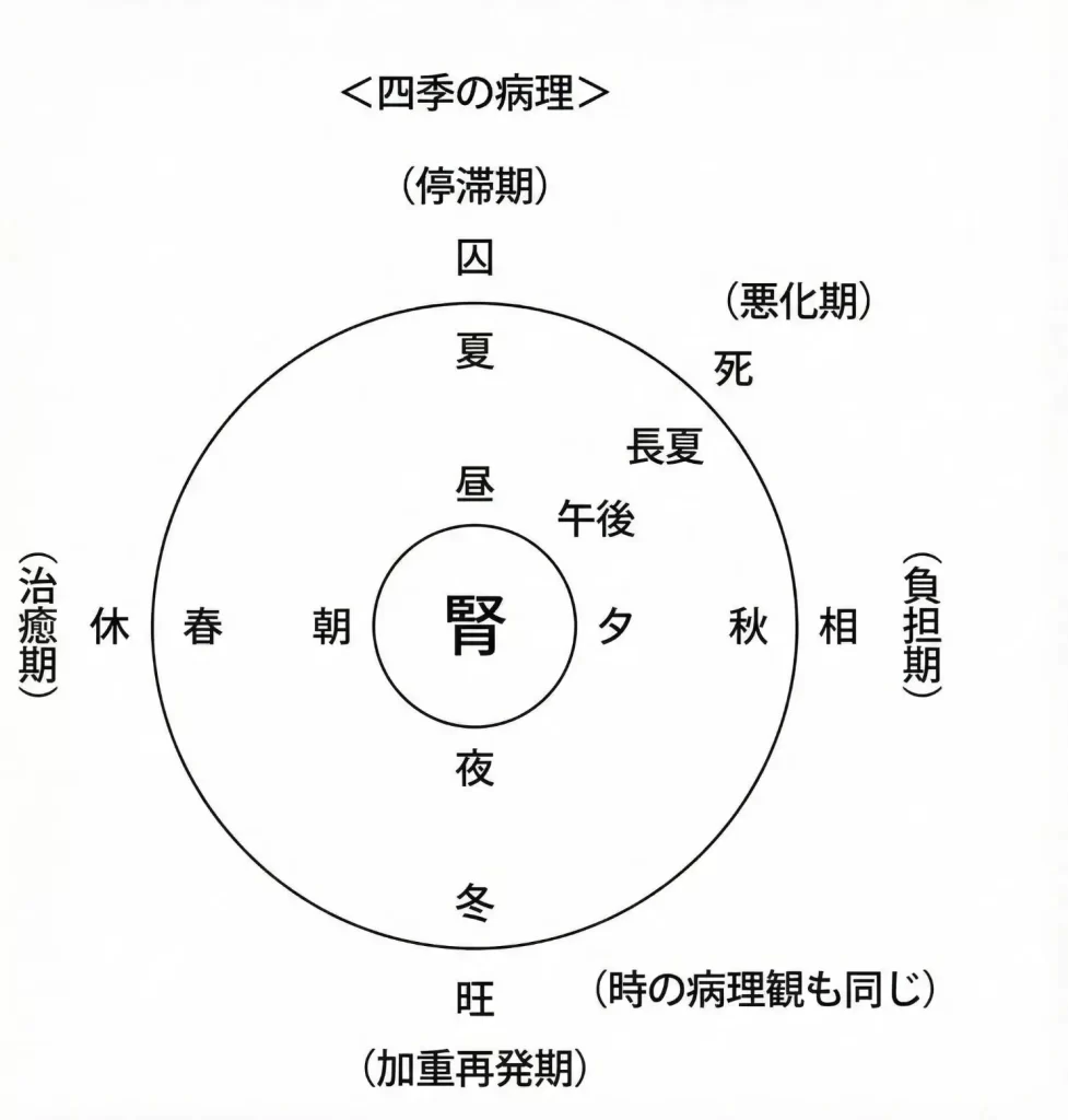 腎の四季における病理