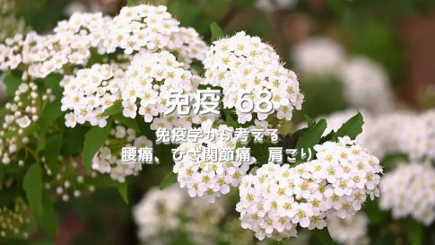 免疫学から考える腰痛、ひざ関節痛、肩こり