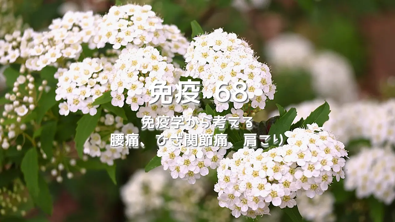 免疫学から考える腰痛、ひざ関節痛、肩こり