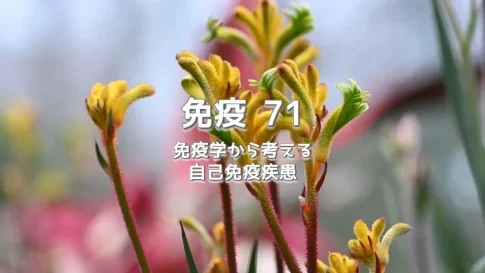 自己免疫疾患は「免疫の暴走」ではない？リンパ球減少と「古い免疫」の真実