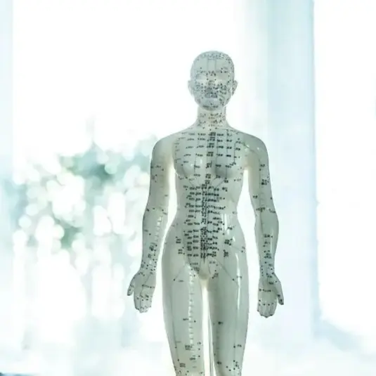 東洋医学の論理的な説明に使用する経絡人形(ツボの模型)