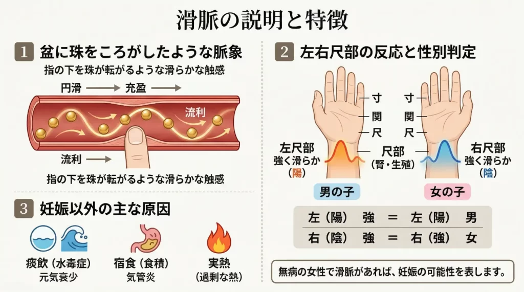 左右の手首の尺部（じゃくぶ）の脈診位置と、陰陽の法則に基づく男の子・女の子の判定方法を説明した図。左が強いと男の子、右が強いと女の子。
